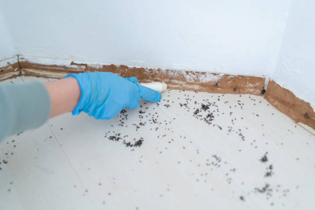 Best Pest Exclusion Services  in Giddings, TX